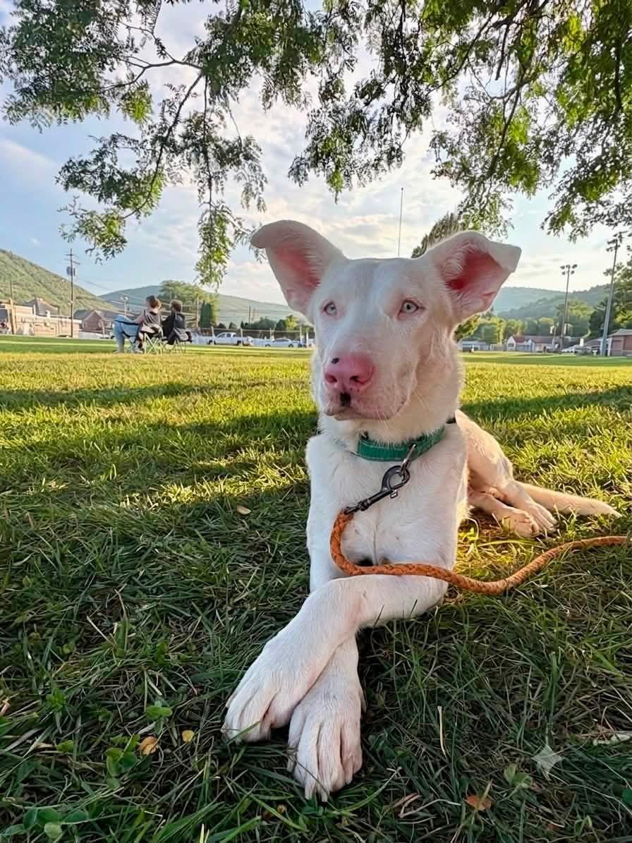 Jazzy , Adoptable, Adult Female Catahoula Leopard Dog.