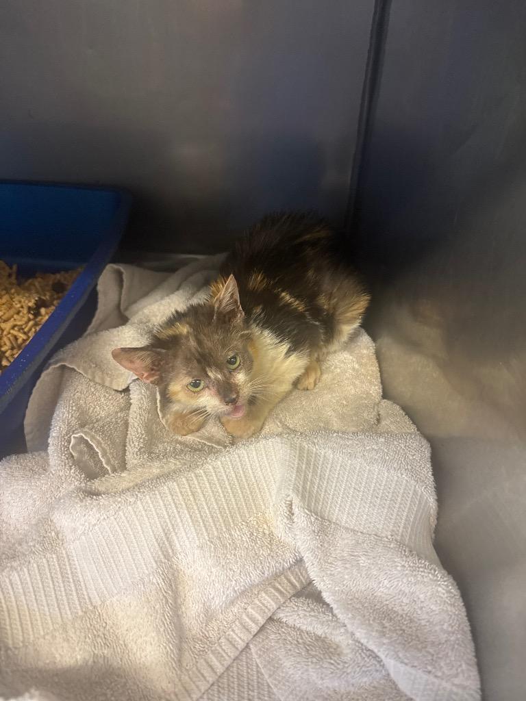 Sassy Pants McScratcherson, Adoptable, Kitten Female Domestic Medium Hair.