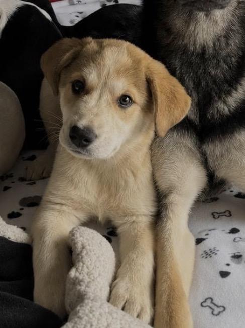 Enlarge George, an adopted mixed breed in Painesville, OH image 1/1