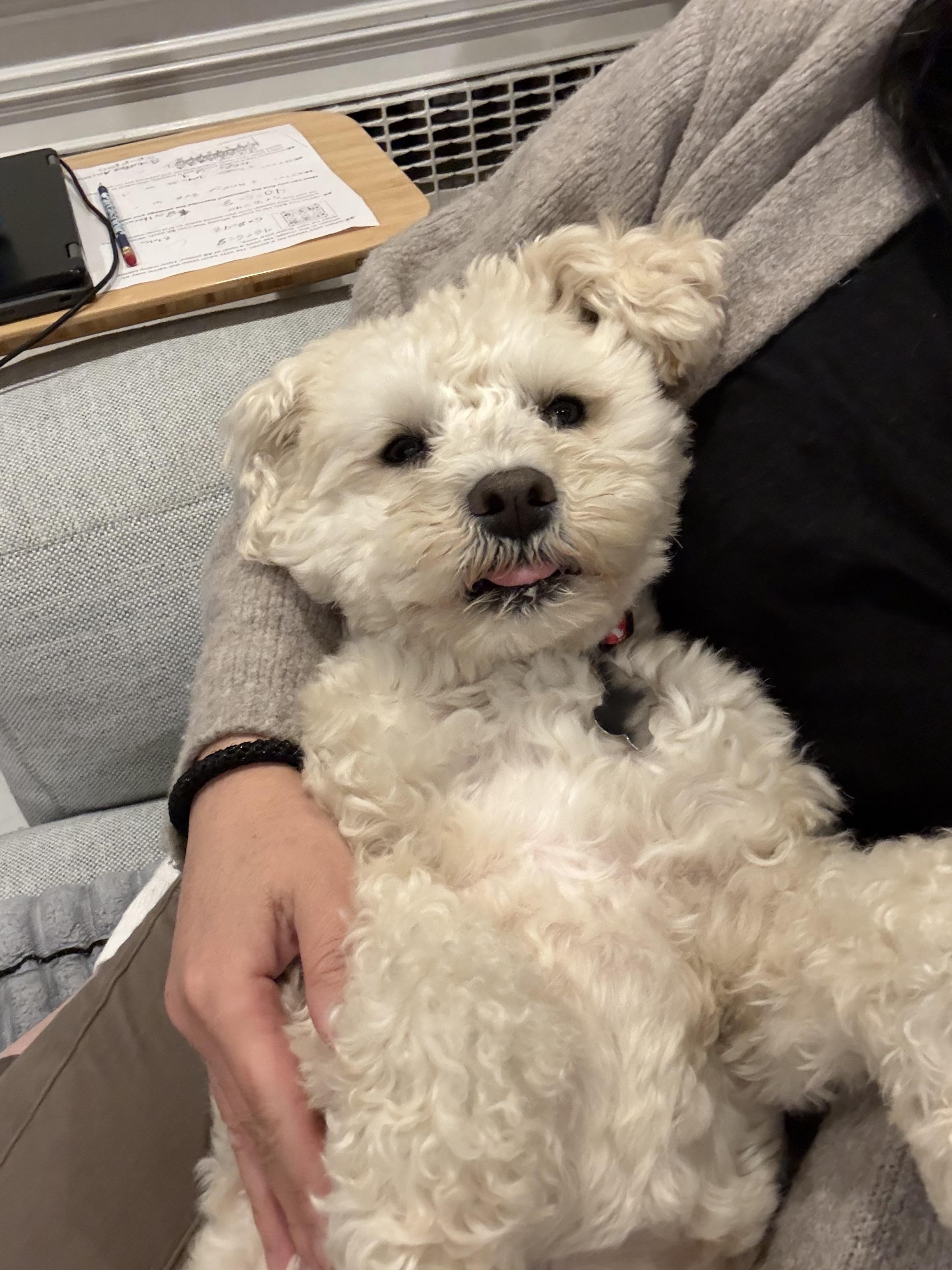 Toby, ADOPTABLE, Adult Male Miniature Poodle.