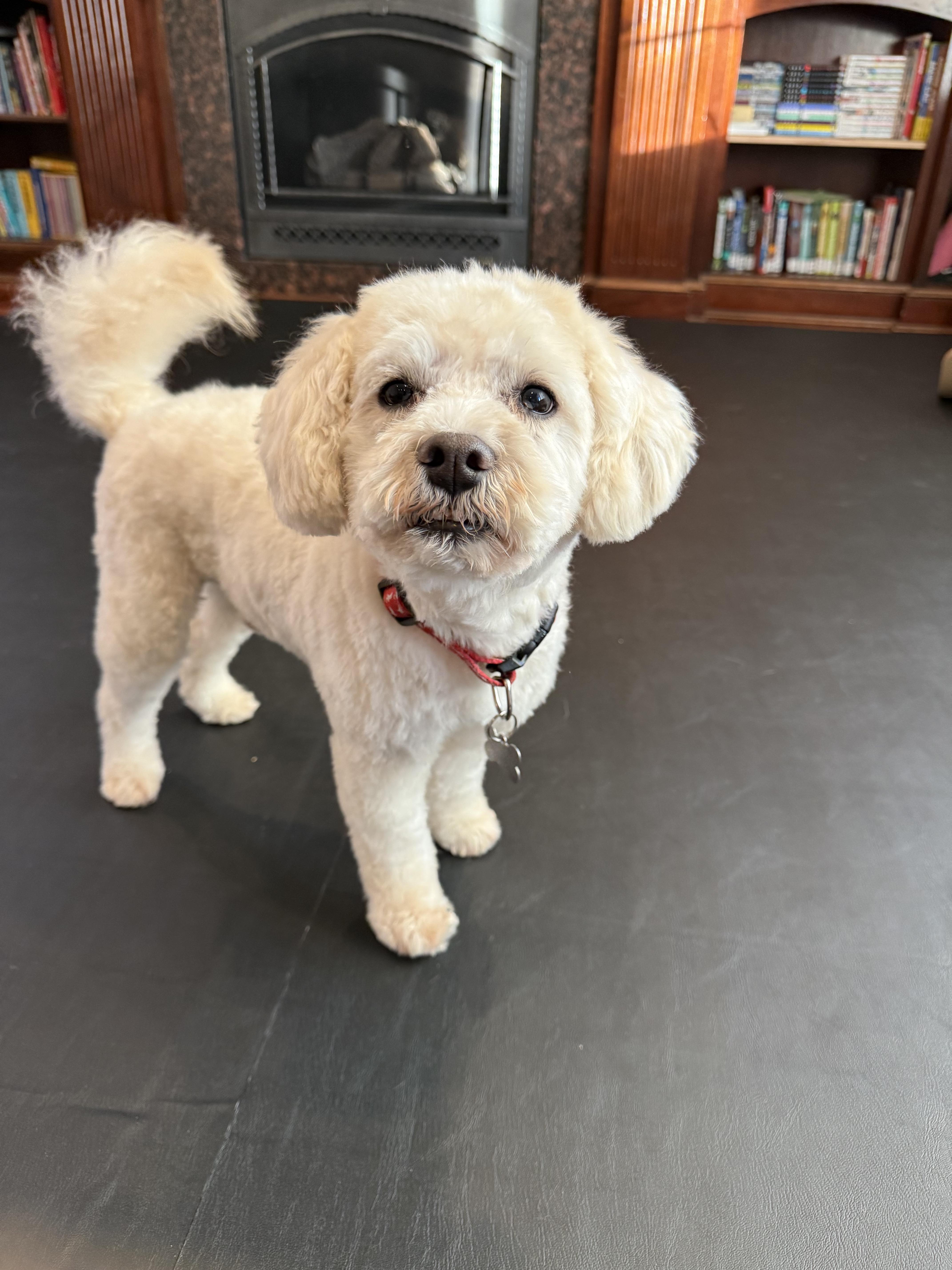 Toby, ADOPTABLE, Adult Male Miniature Poodle.