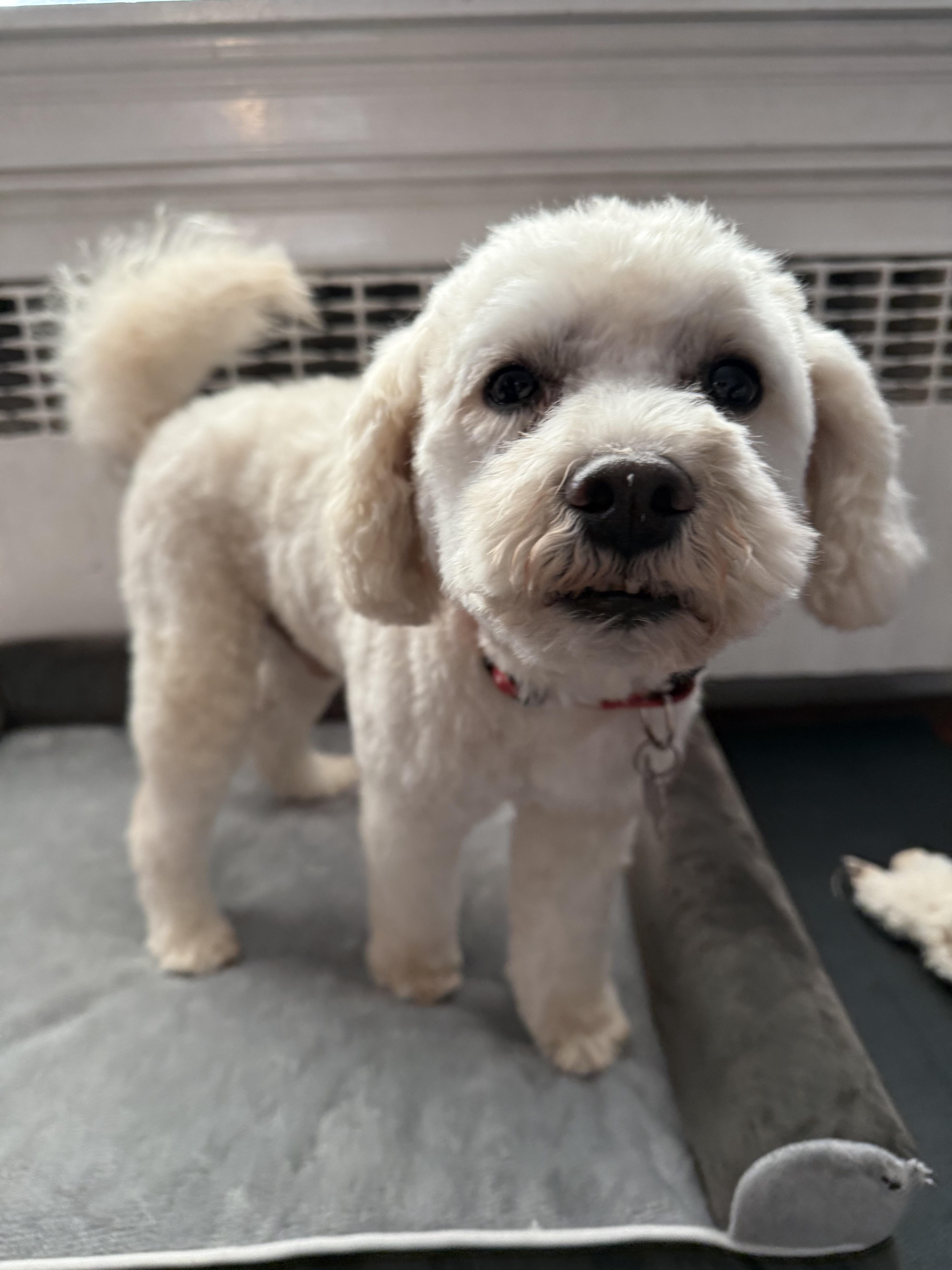 Enlarge Toby, a ADOPTABLE mixed breed in Harrison, NY image 3/6