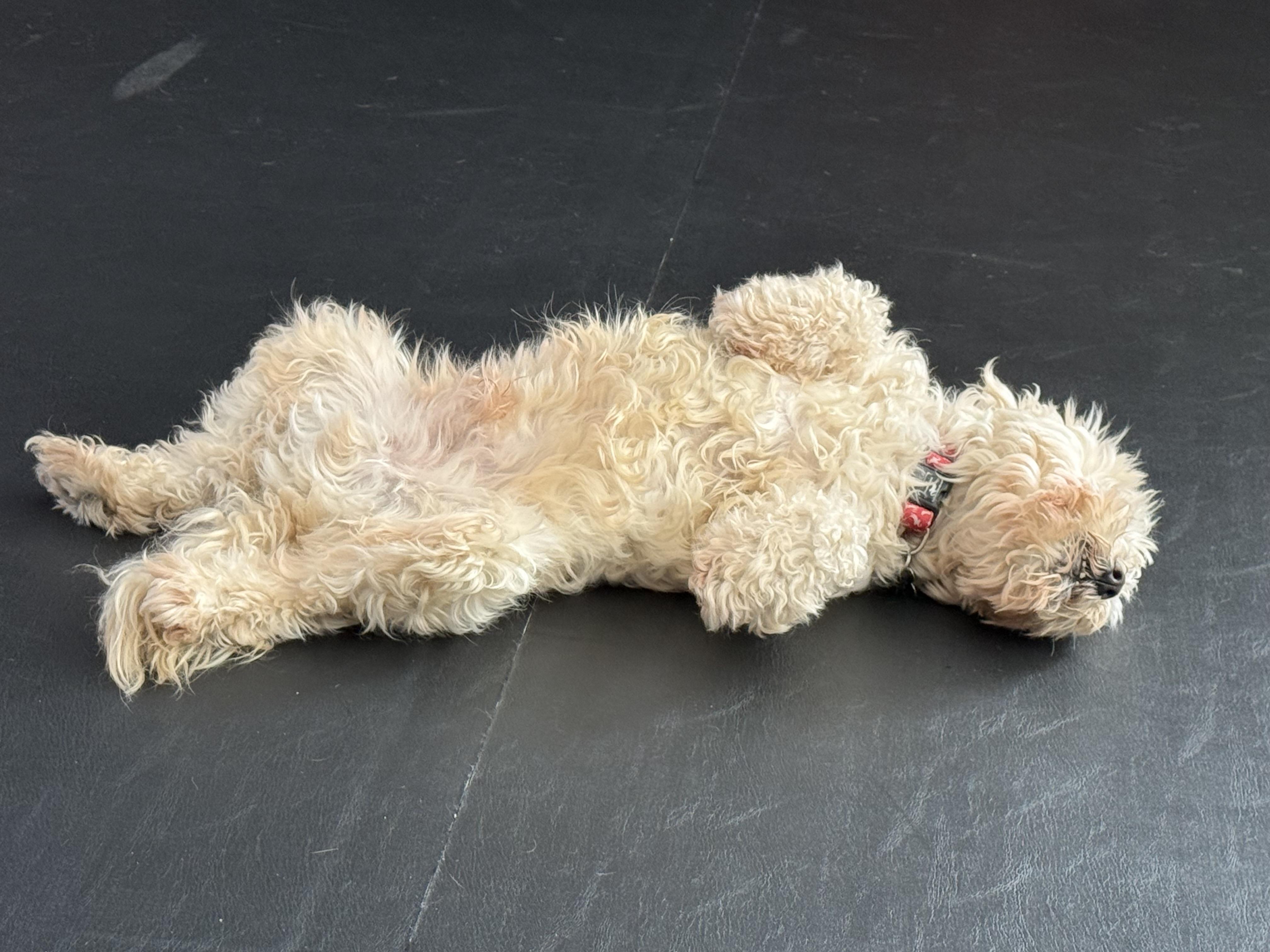 Enlarge Toby, a ADOPTABLE mixed breed in Harrison, NY image 4/6