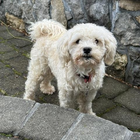 Enlarge Toby, a ADOPTABLE mixed breed in Harrison, NY image 6/6
