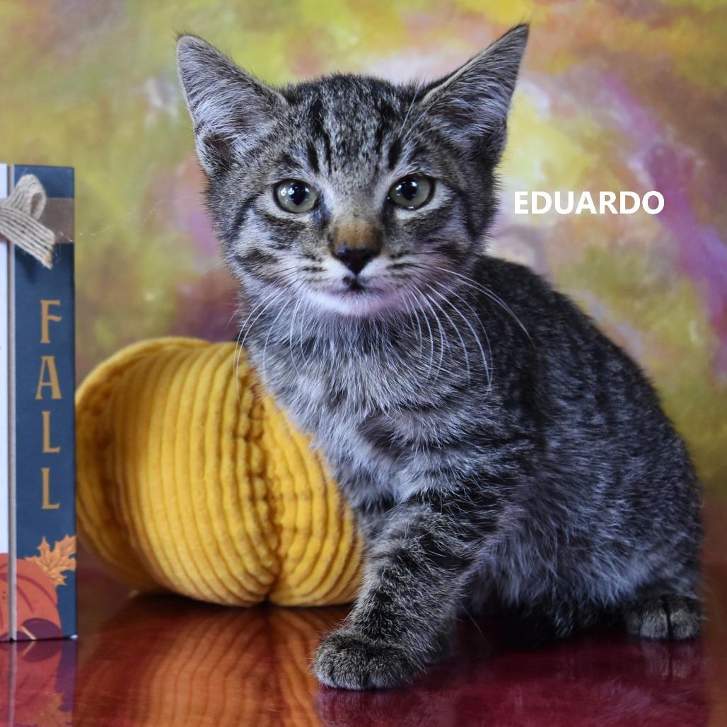 Eduardo, Adoptable, Kitten Male Domestic Short Hair.