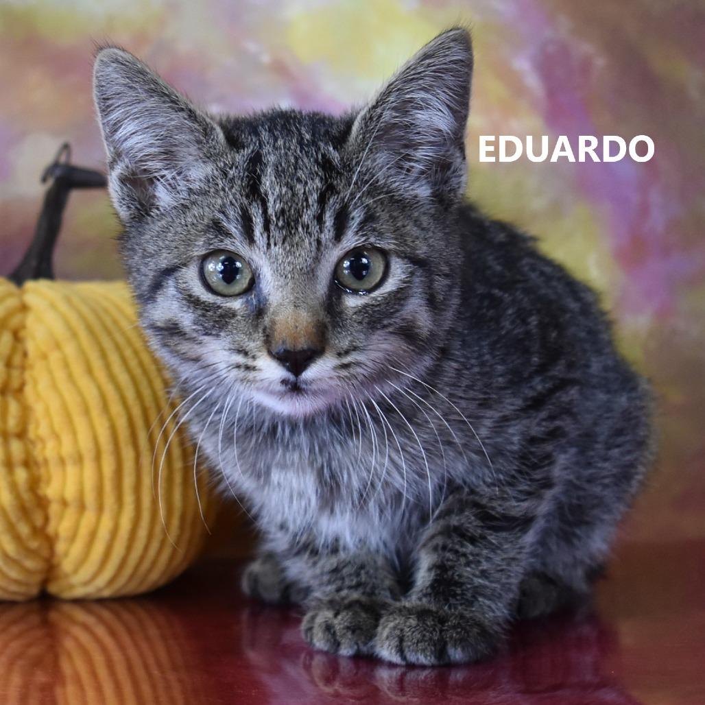 Eduardo, a Adoptable Domestic Short Hair in Yuma, AZ image 2/3