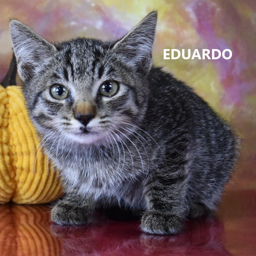 Eduardo, a Adoptable Domestic Short Hair in Yuma, AZ image 3/3