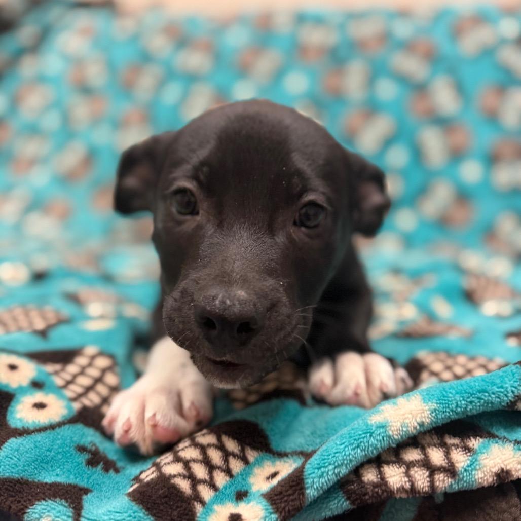 Igor, Adoptable, Puppy Male Border Collie & American Bulldog.