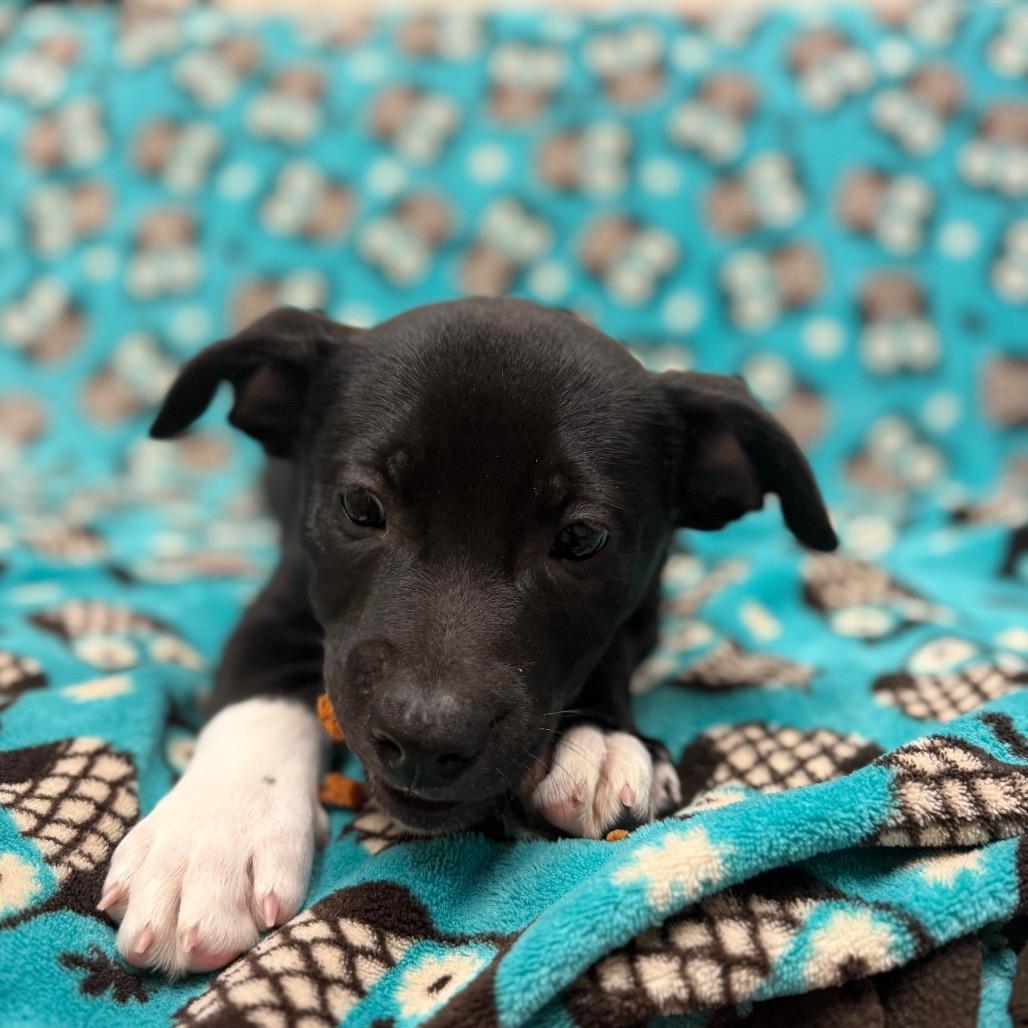 Enlarge Igor, a Adoptable mixed breed in Santa Barbara, CA image 2/3
