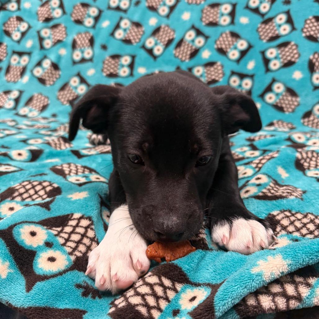 Enlarge Igor, a Adoptable mixed breed in Santa Barbara, CA image 3/3