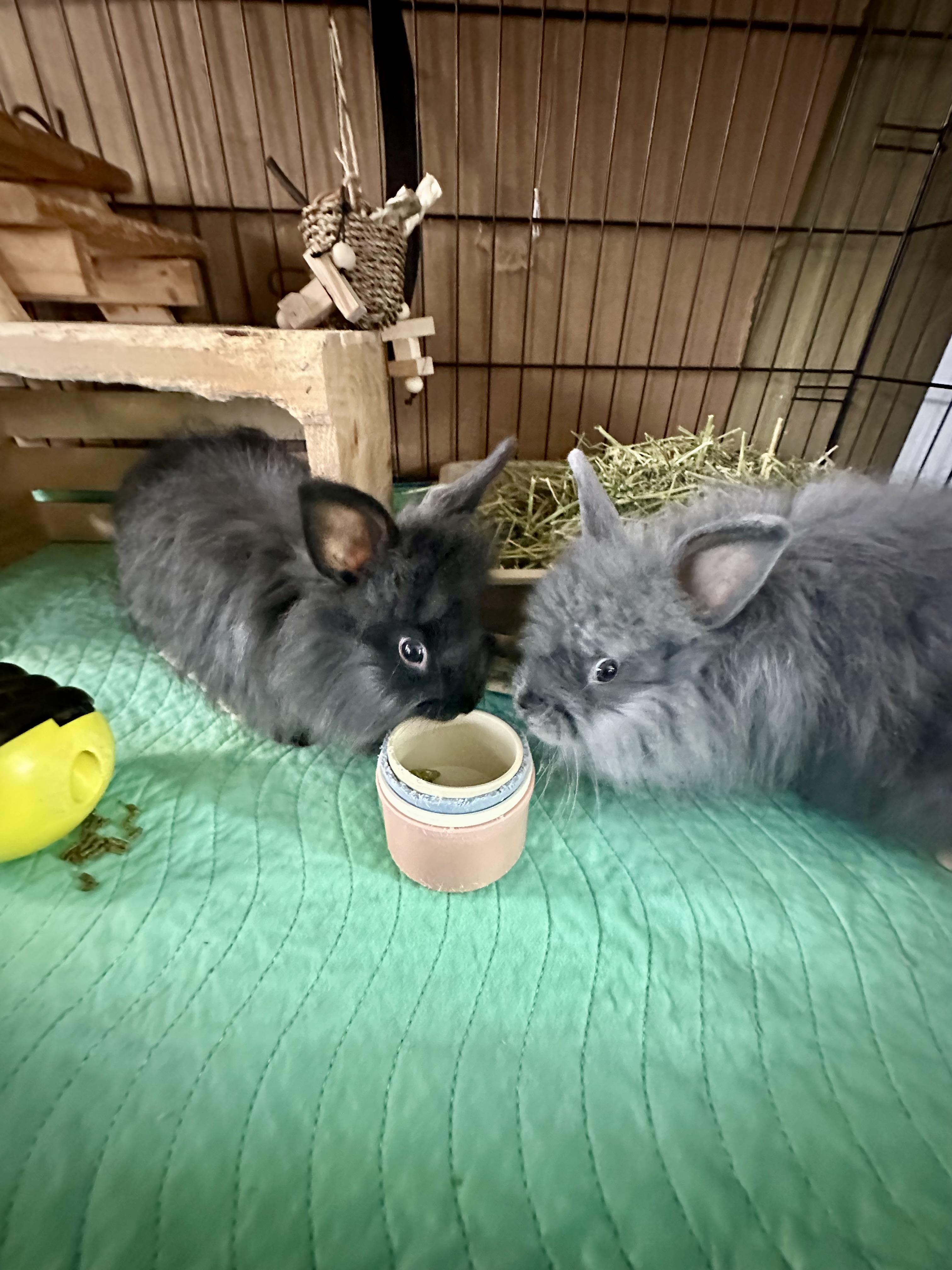 Enlarge Miss Floofington III, a Adoptable Jersey Wooly in Brick, NJ image 2/3