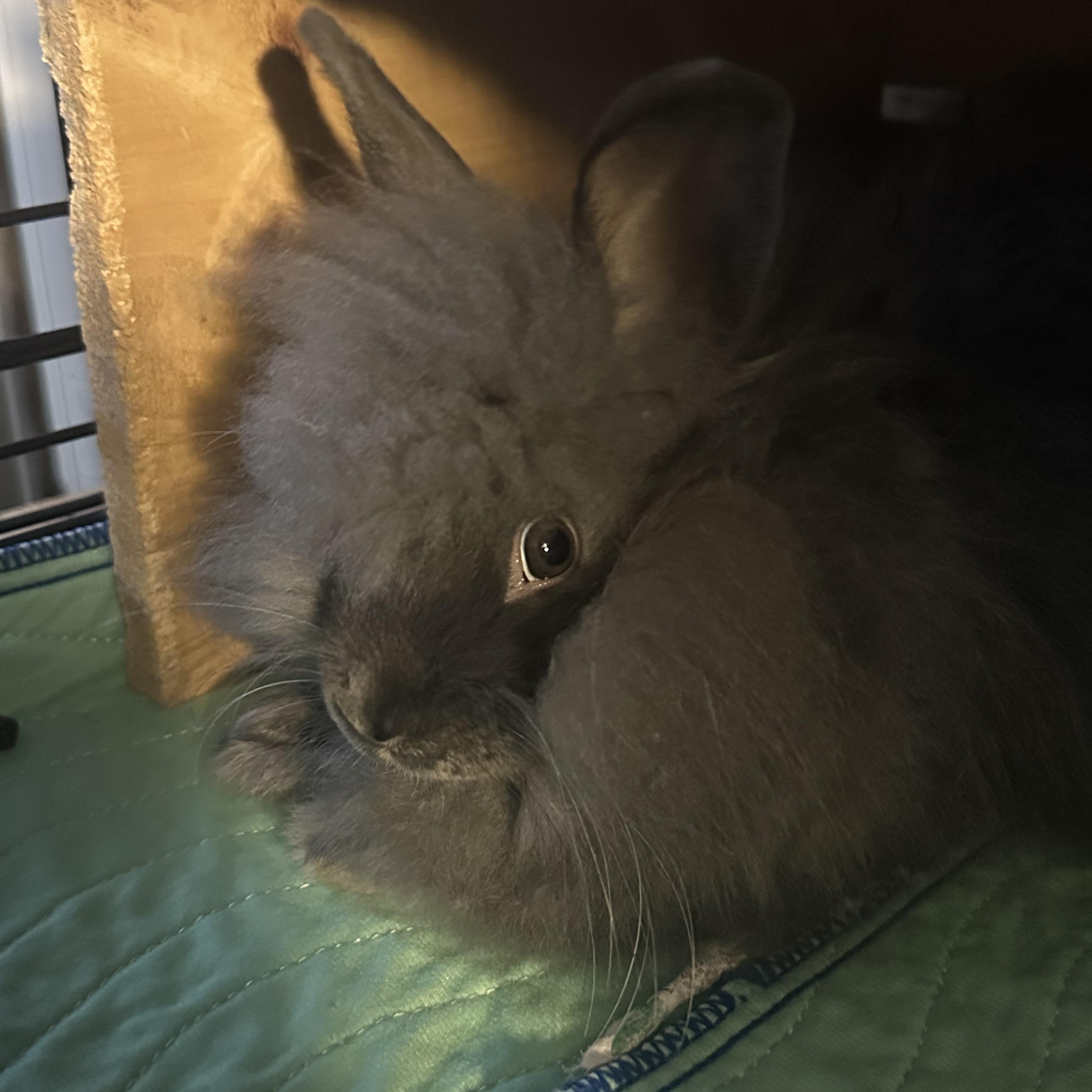 Enlarge Miss Floofington III, a Adoptable Jersey Wooly in Brick, NJ image 1/3