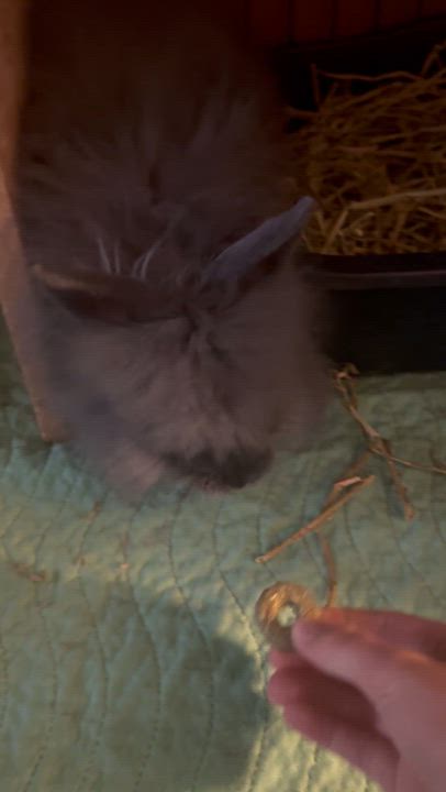 Enlarge Miss Floofington III, a Adoptable Jersey Wooly in Brick, NJ video 3/3