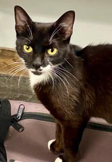 Enlarge Charm, an adopted American Shorthair in Fredericksburg, OH image 2/2