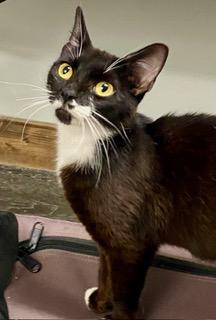 Charm, adopted, Young Female American Shorthair.