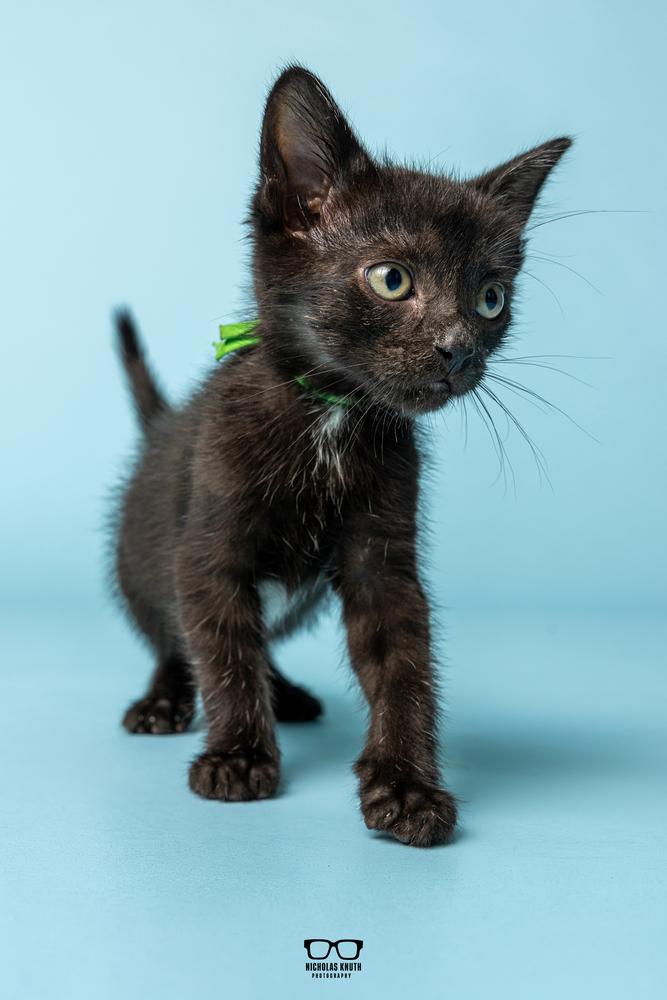 Enlarge Pinto, a Adoptable Domestic Medium Hair in Palatine, IL image 2/5