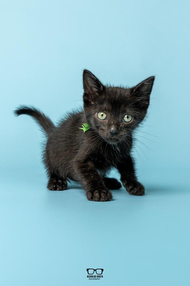 Enlarge Pinto, a Adoptable Domestic Medium Hair in Palatine, IL image 3/5