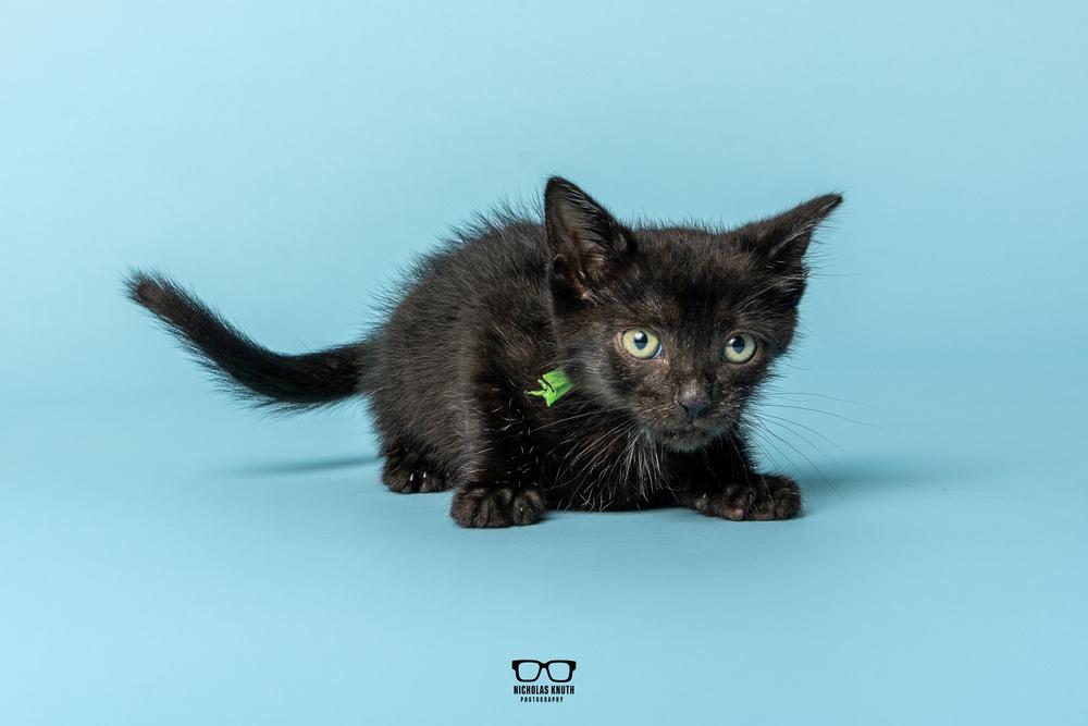 Enlarge Pinto, a Adoptable Domestic Medium Hair in Palatine, IL image 4/5