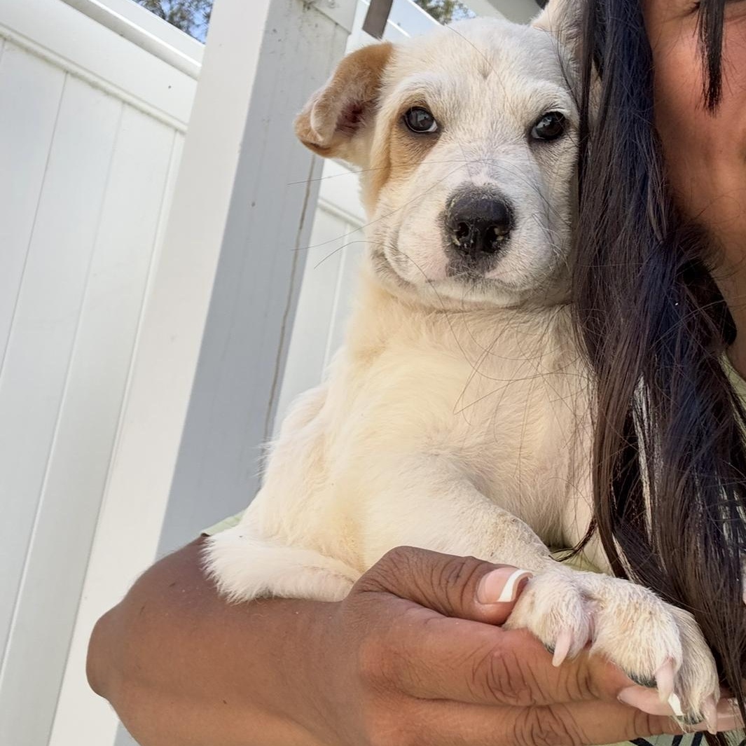 Enlarge Aspen, a Adoptable mixed breed in Rancho Santa Margarita, CA image 2/3