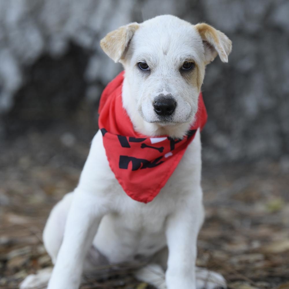 Enlarge Aspen, a Adoptable mixed breed in Rancho Santa Margarita, CA image 3/3