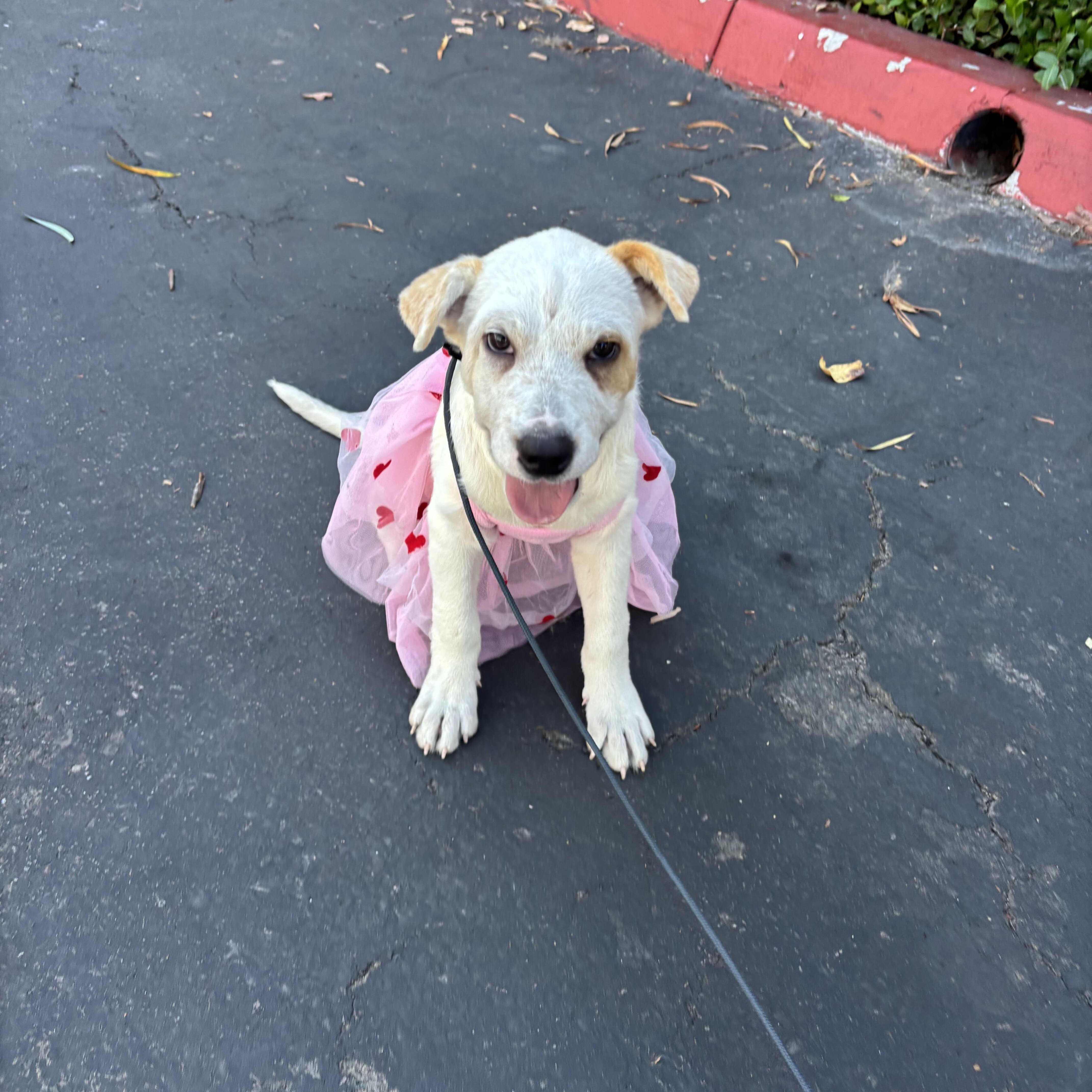 Aspen, Adoptable, Puppy Female Australian Shepherd & Shar-Pei.