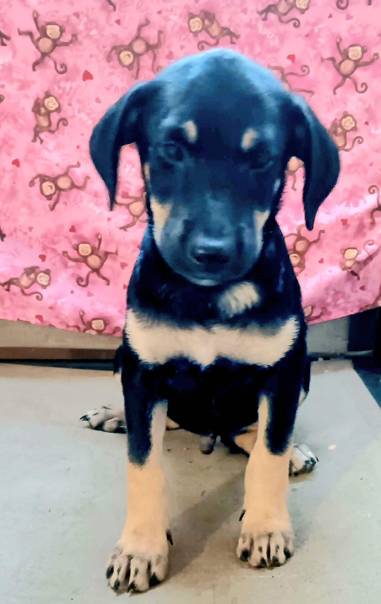 ROCK "In NY: Foster or Forever Home Needed!", a Adoptable mixed breed in New York, NY image 5/5