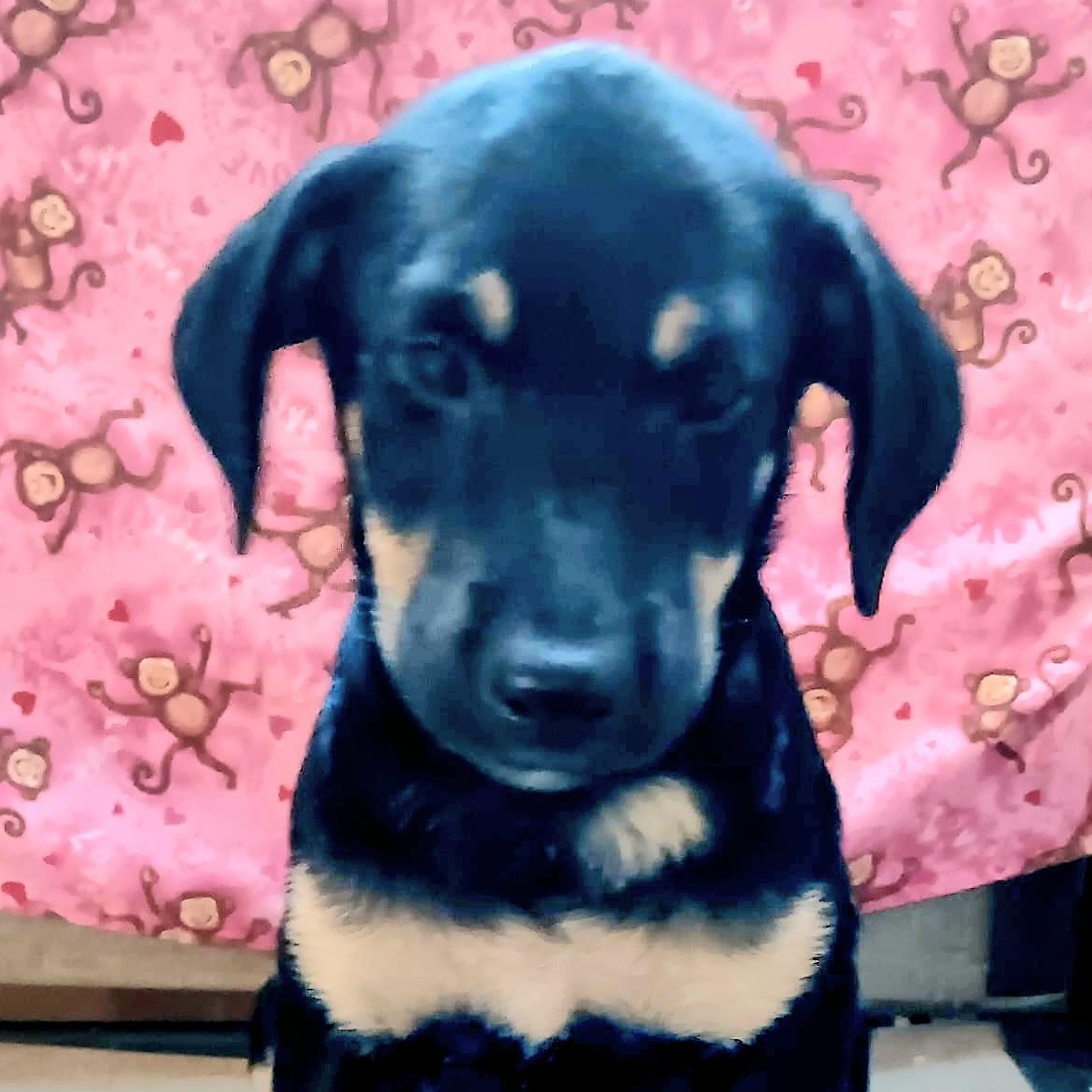 ROCK "In NY: Foster or Forever Home Needed!", a Adoptable mixed breed in New York, NY image 4/5