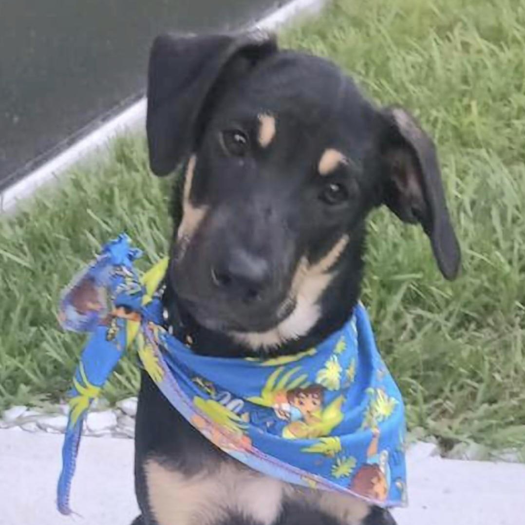 ROCK "In NY: Foster or Forever Home Needed!", a Adoptable mixed breed in New York, NY image 1/5