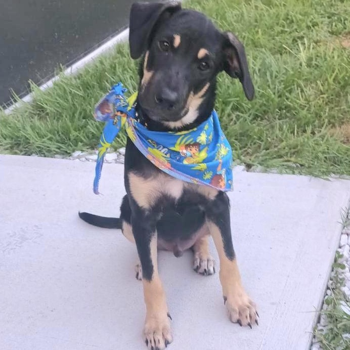 ROCK "In NY: Foster or Forever Home Needed!", a Adoptable mixed breed in New York, NY image 2/5