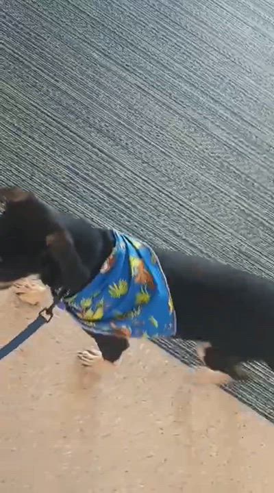 Enlarge ROCK "In NY: Foster or Forever Home Needed!", a Adoptable mixed breed in New York, NY video 3/5