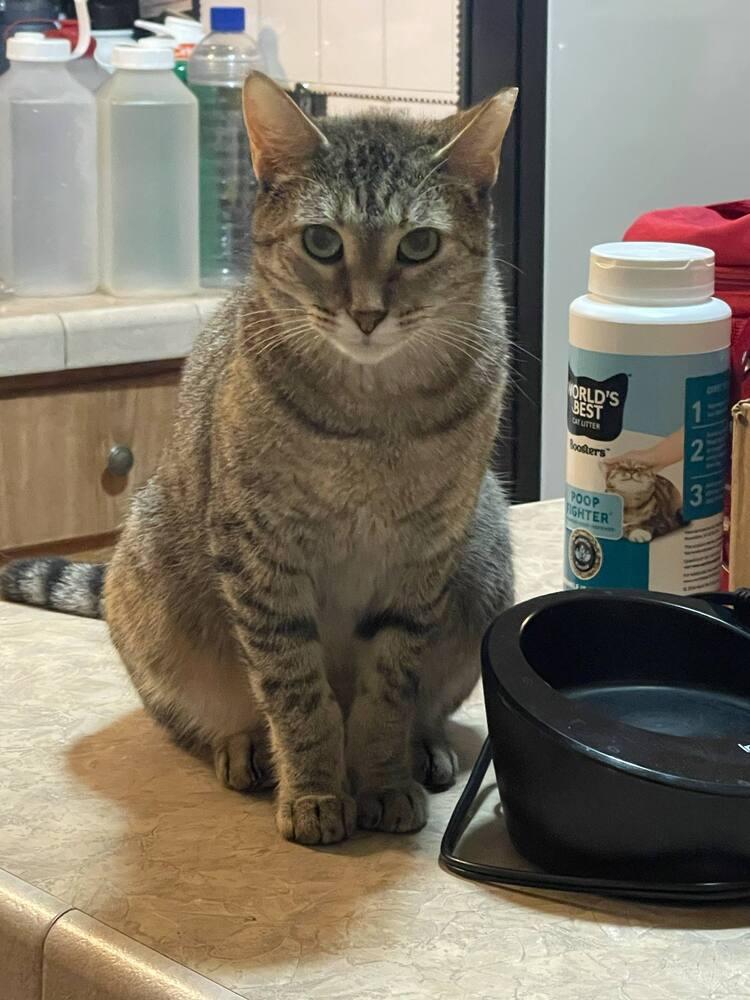 Mizuki, Adoptable, Adult Female American Shorthair.