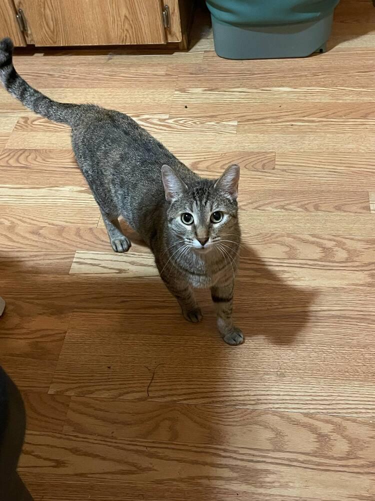 Enlarge Mizuki, a Adoptable American Shorthair in Lone Oak, TX image 2/3