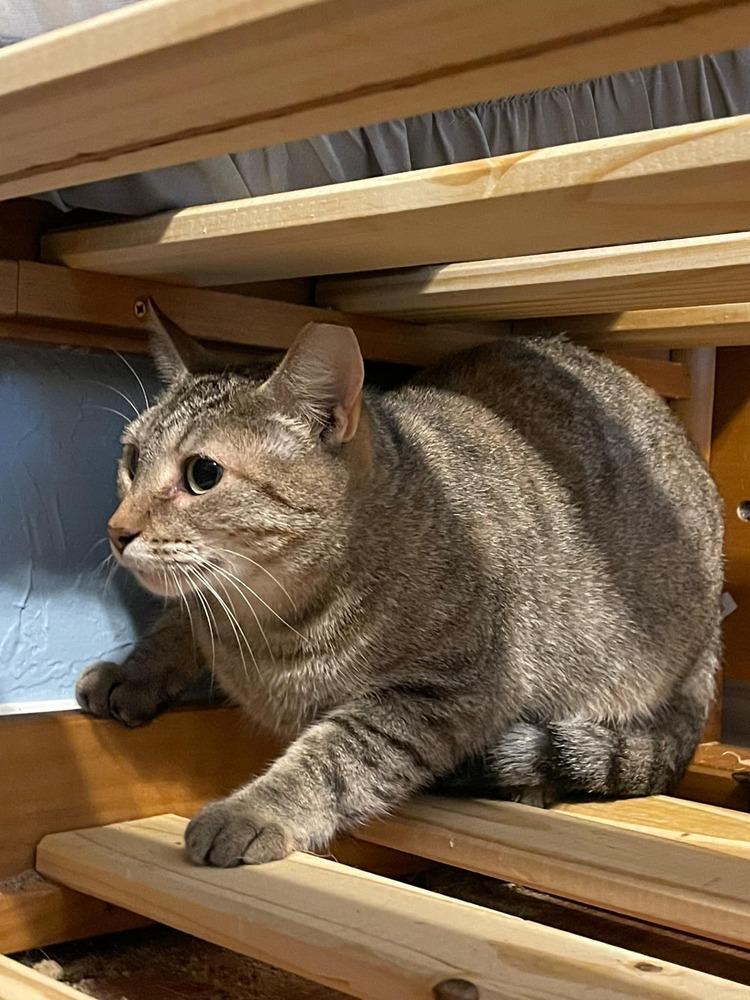 Enlarge Mizuki, a Adoptable American Shorthair in Lone Oak, TX image 3/3