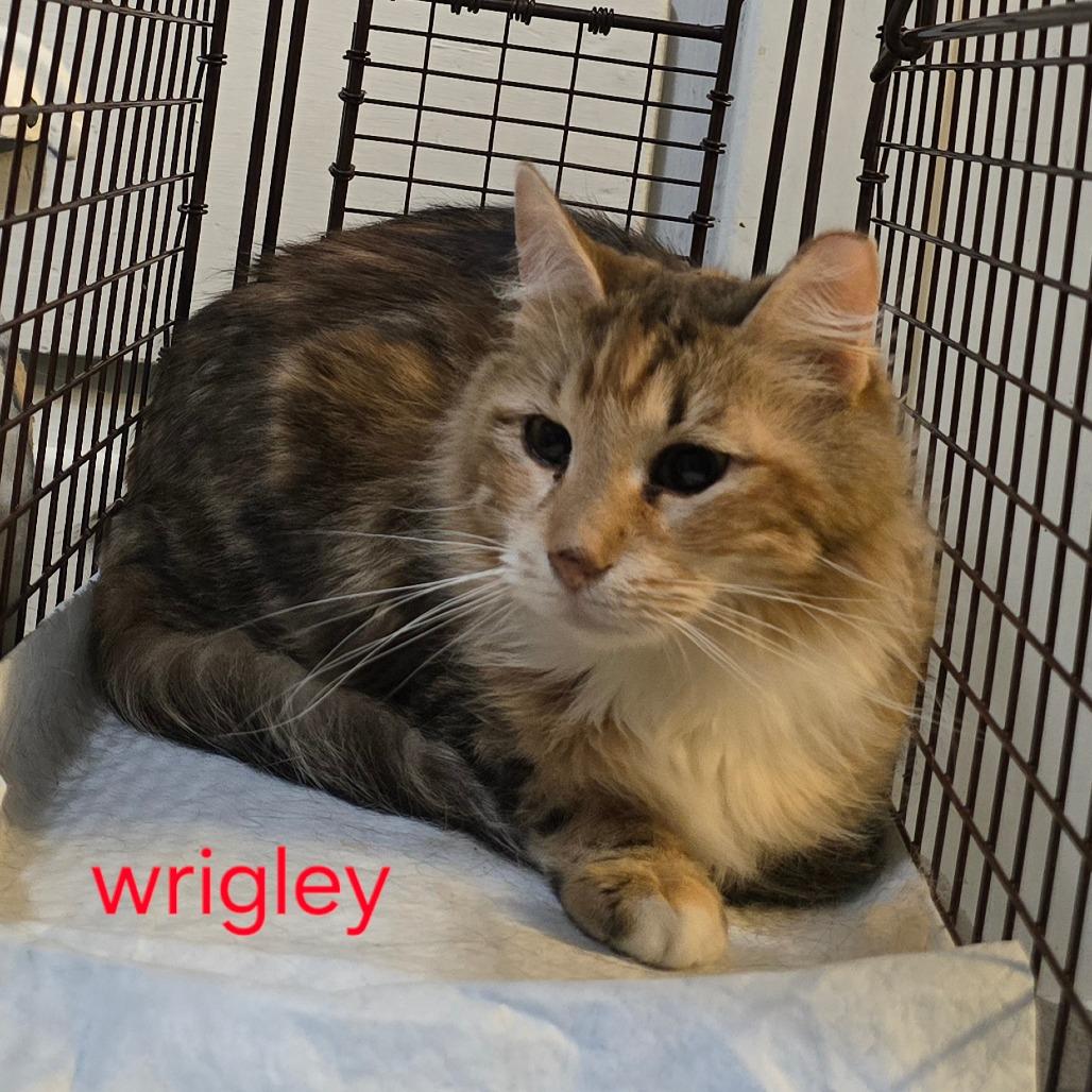 Wrigley, Adoptable, Adult Female Domestic Long Hair.