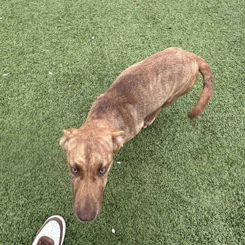 Cathy, Adoptable, Young Female Pit Bull Terrier.