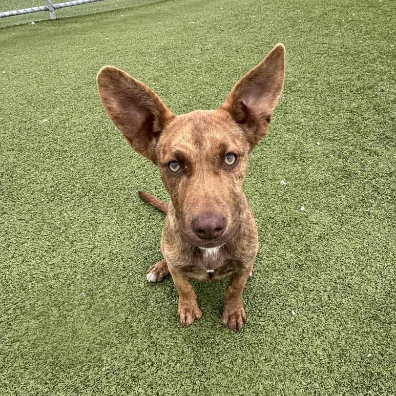 Enlarge Cathy, a Adoptable Pit Bull Terrier in Hannibal, MO image 2/4