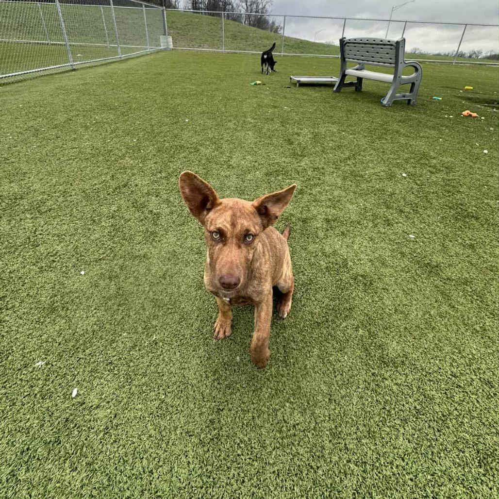 Enlarge Cathy, a Adoptable Pit Bull Terrier in Hannibal, MO image 3/4