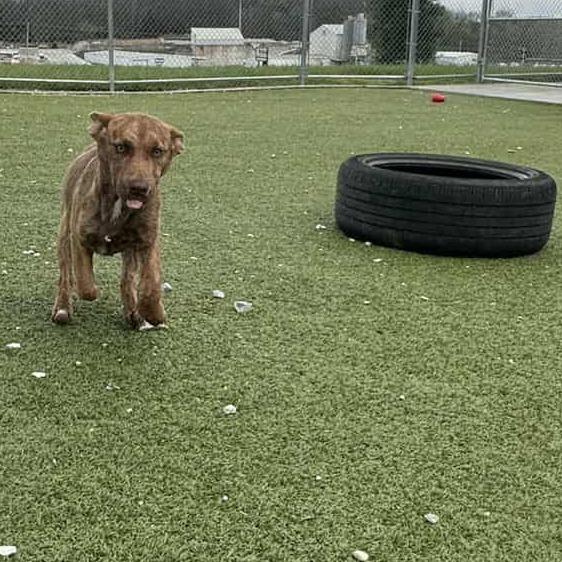 Enlarge Cathy, a Adoptable Pit Bull Terrier in Hannibal, MO image 4/4