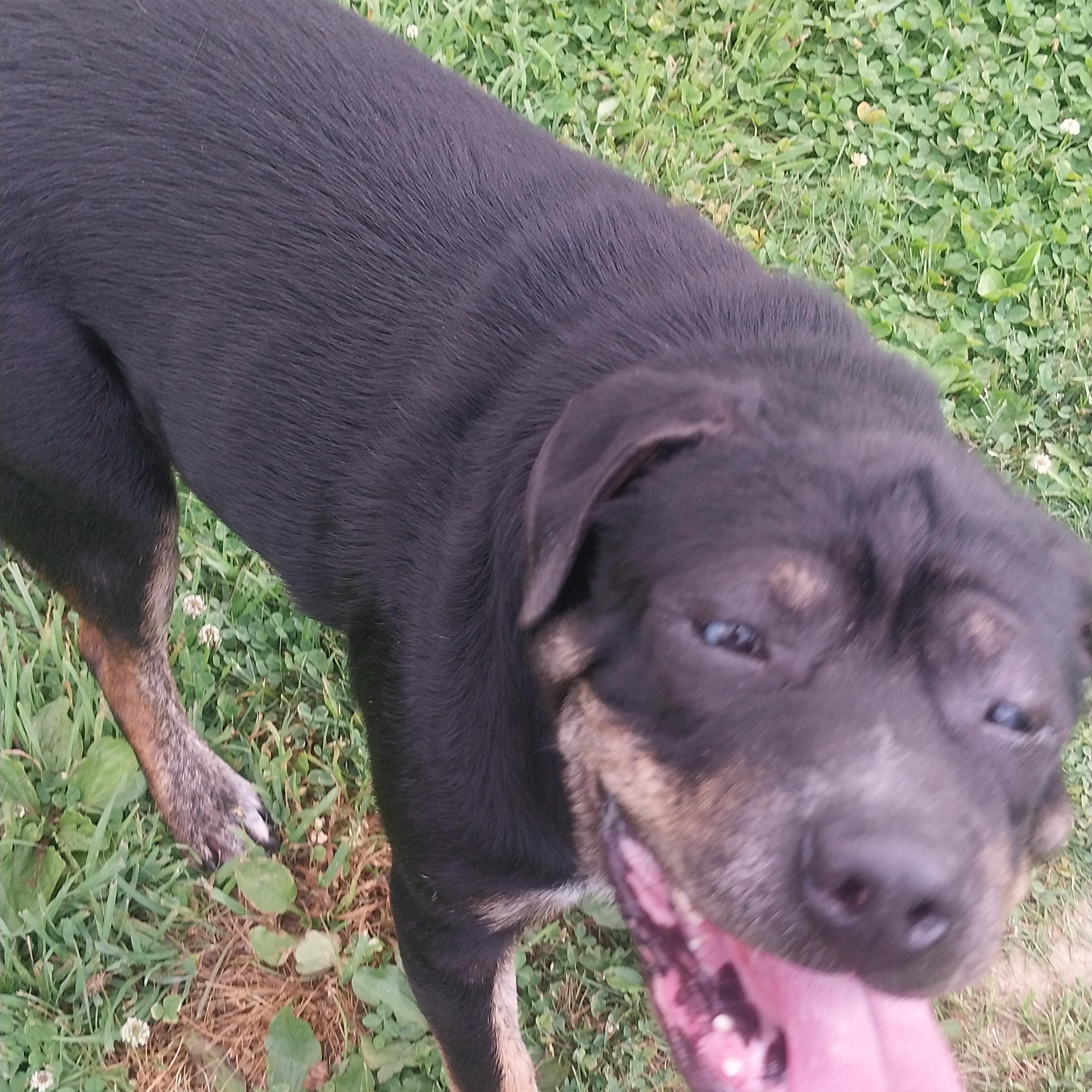 DEWY, ADOPTABLE, Adult Male Mixed Breed.