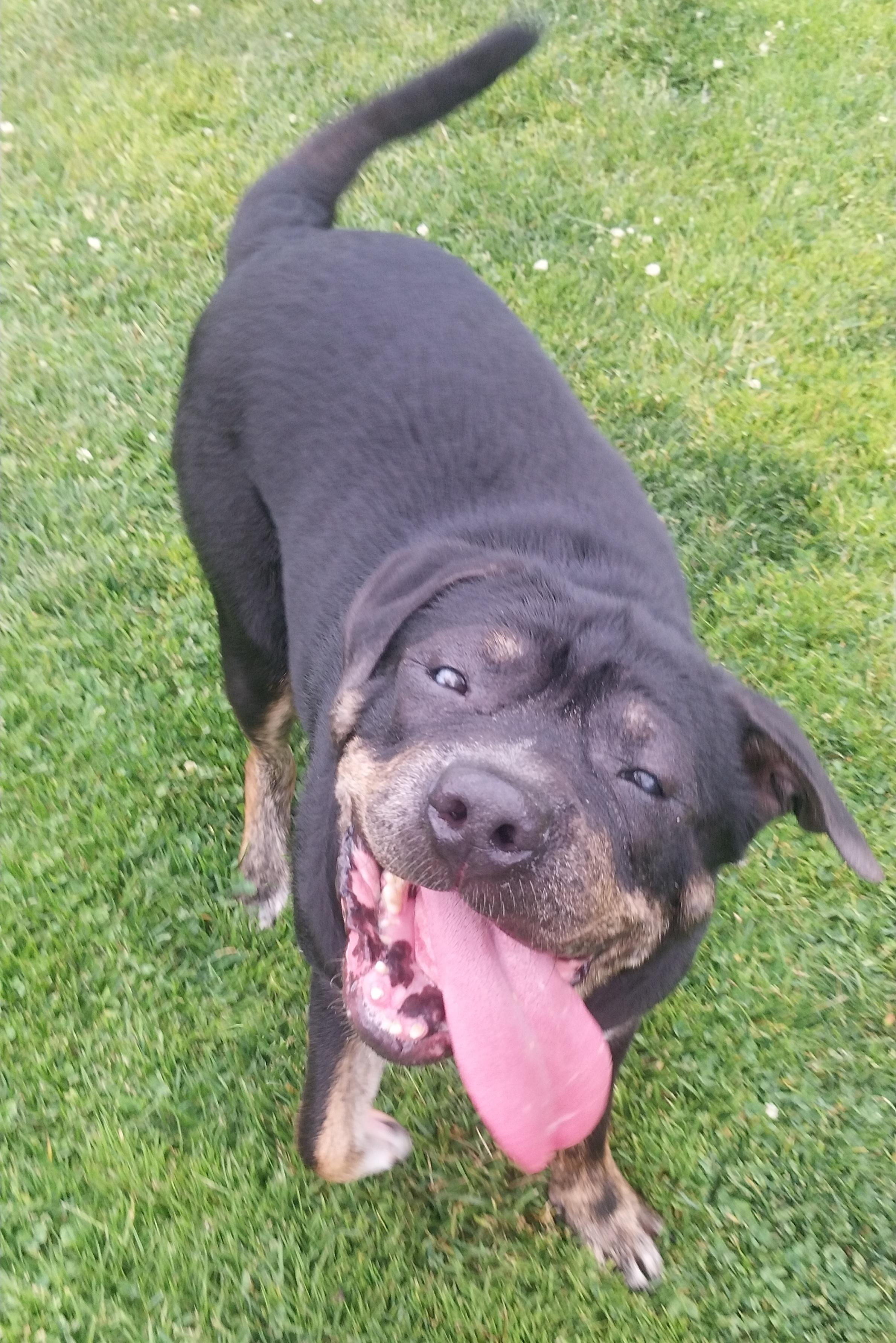 Enlarge DEWY, a ADOPTABLE mixed breed in Louisville, OH image 4/4