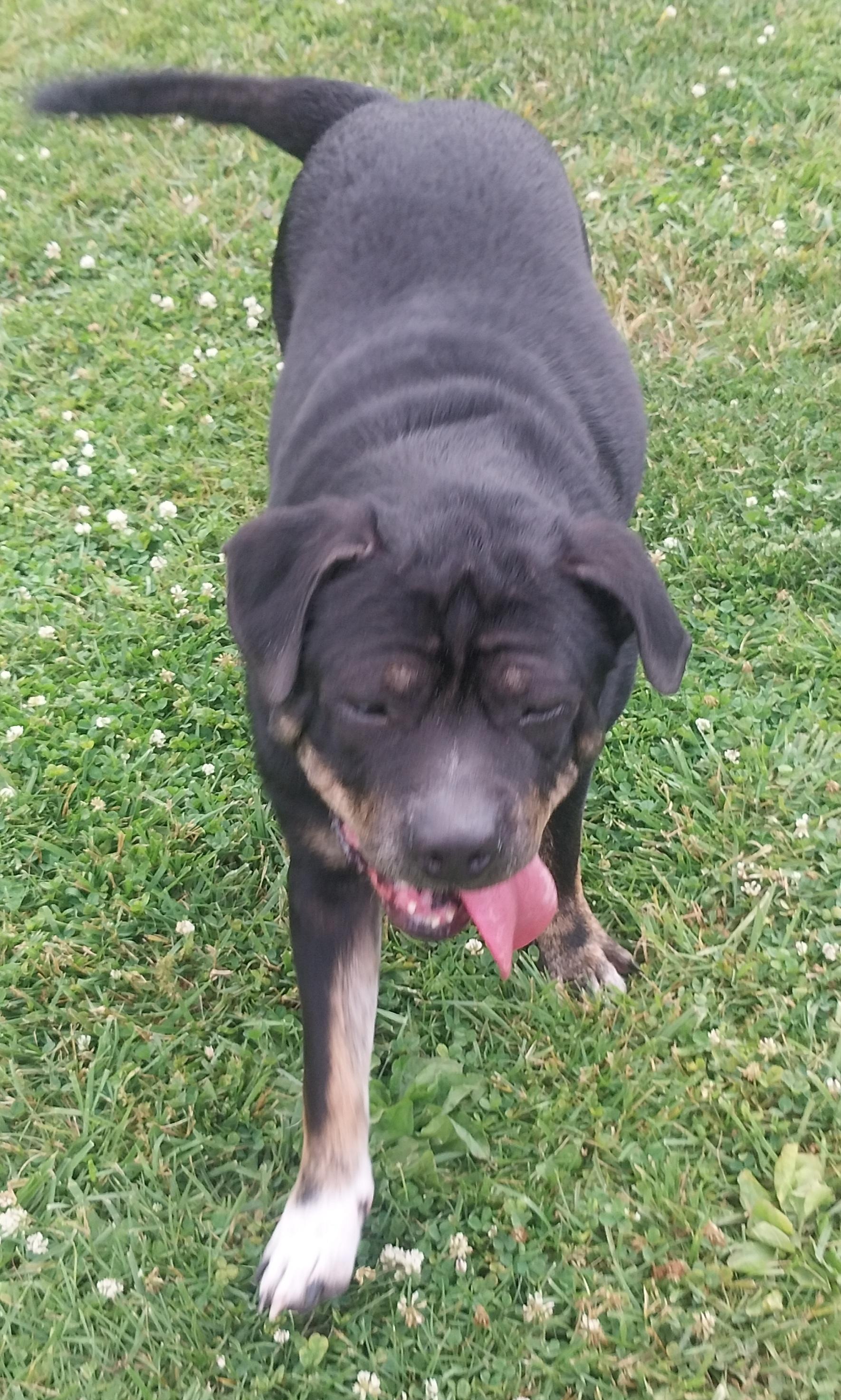 Enlarge DEWY, a ADOPTABLE mixed breed in Louisville, OH image 3/4