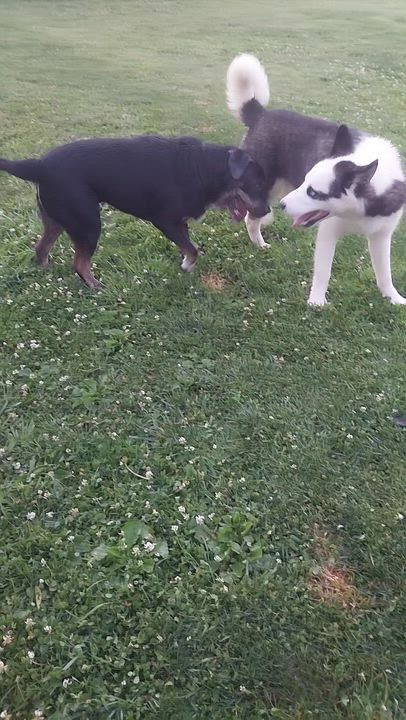 Enlarge DEWY, a ADOPTABLE mixed breed in Louisville, OH video 2/4