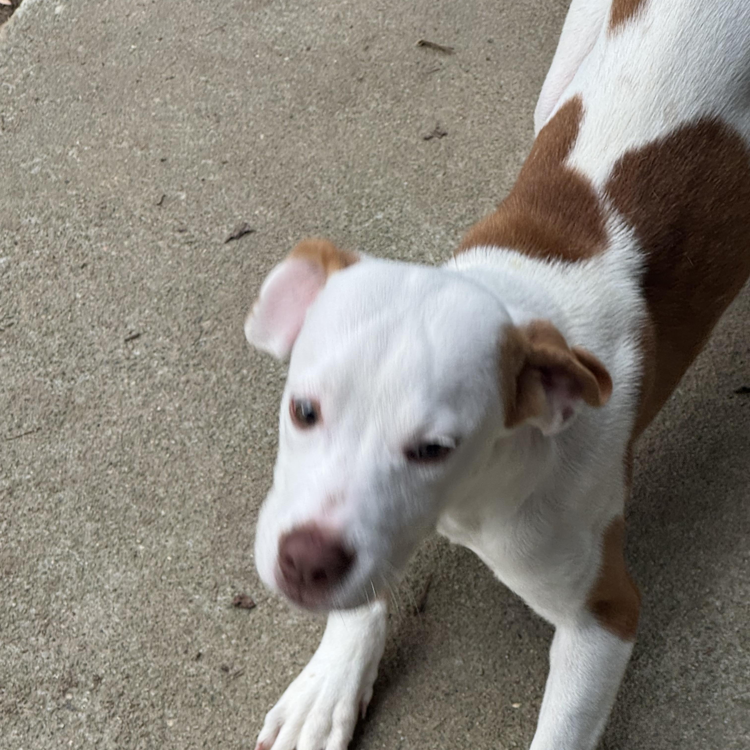Enlarge Rudolph, a ADOPTABLE Mixed Breed in Grayson, GA image 4/4