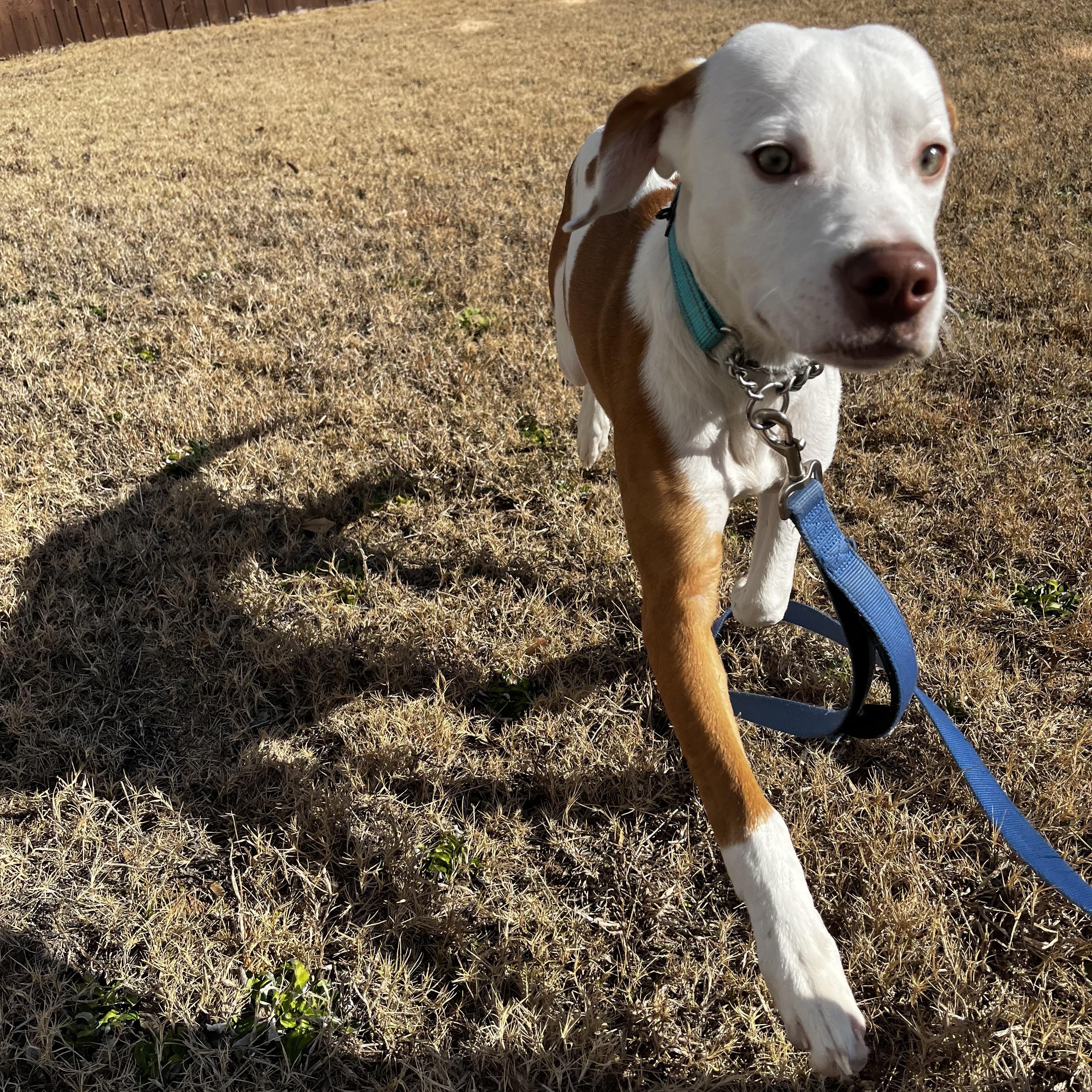 Enlarge Rudolph, a ADOPTABLE Mixed Breed in Grayson, GA image 2/4