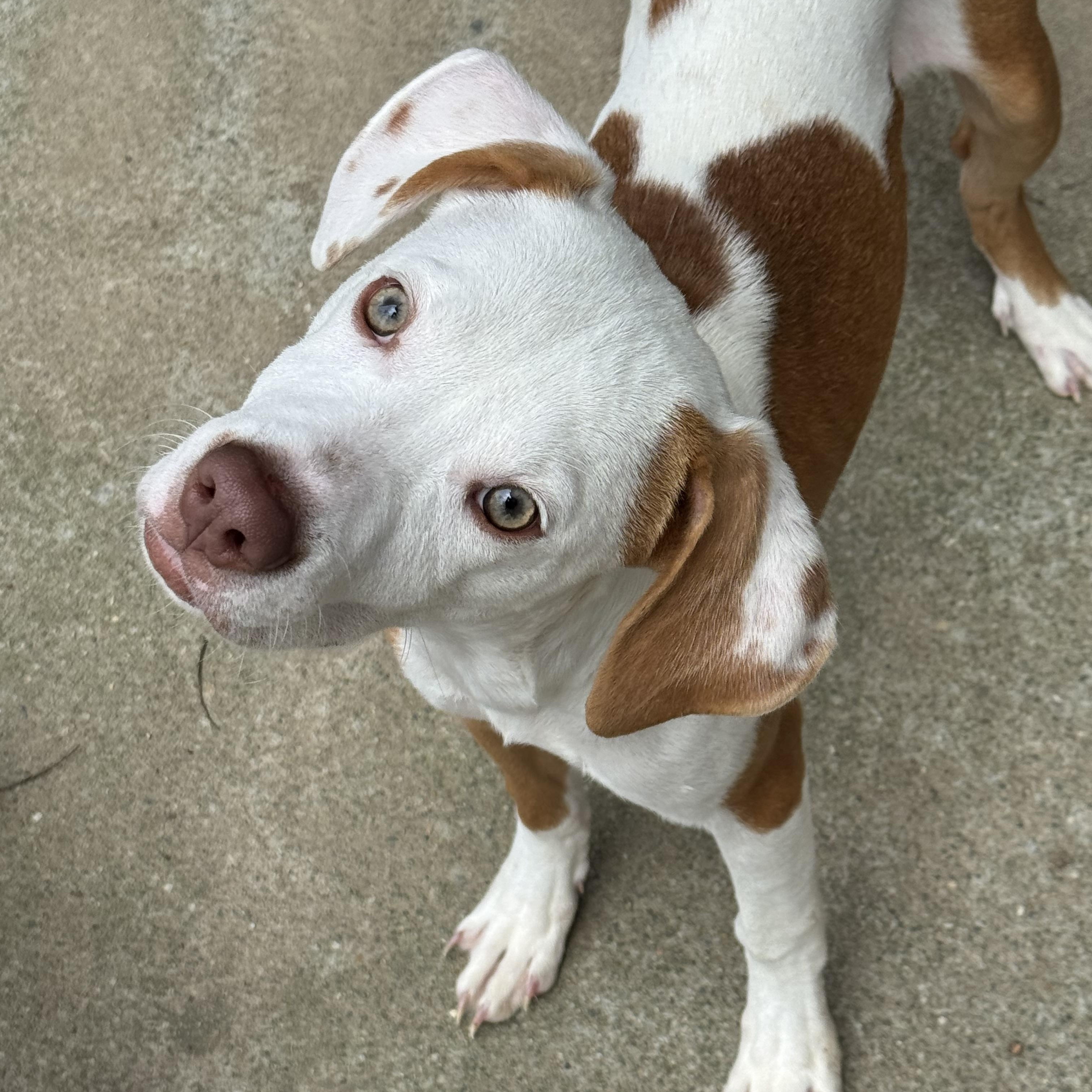 Enlarge Rudolph, a ADOPTABLE Mixed Breed in Grayson, GA image 1/4