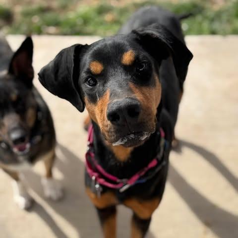 Daphne, Adoptable, Adult Female Doberman Pinscher.