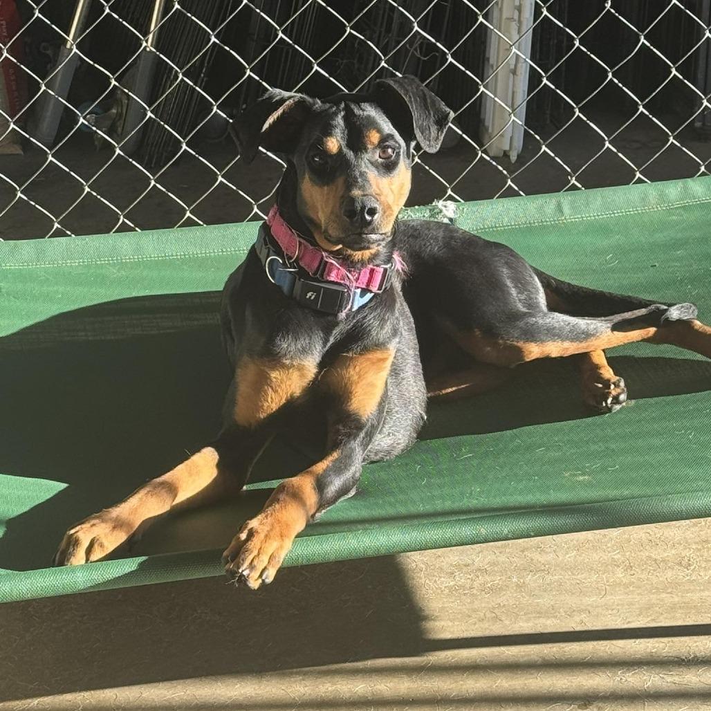 Enlarge Daphne, a Adoptable Doberman Pinscher in Denver, CO image 2/4