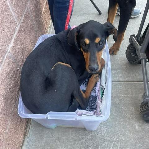 Enlarge Daphne, a Adoptable Doberman Pinscher in Denver, CO image 3/4