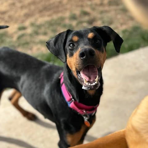 Enlarge Daphne, a Adoptable Doberman Pinscher in Denver, CO image 4/4