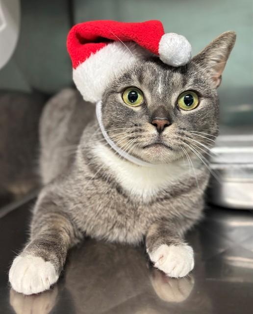 Enlarge MANFRED, a Adoptable Domestic Short Hair in York, SC image 1/1